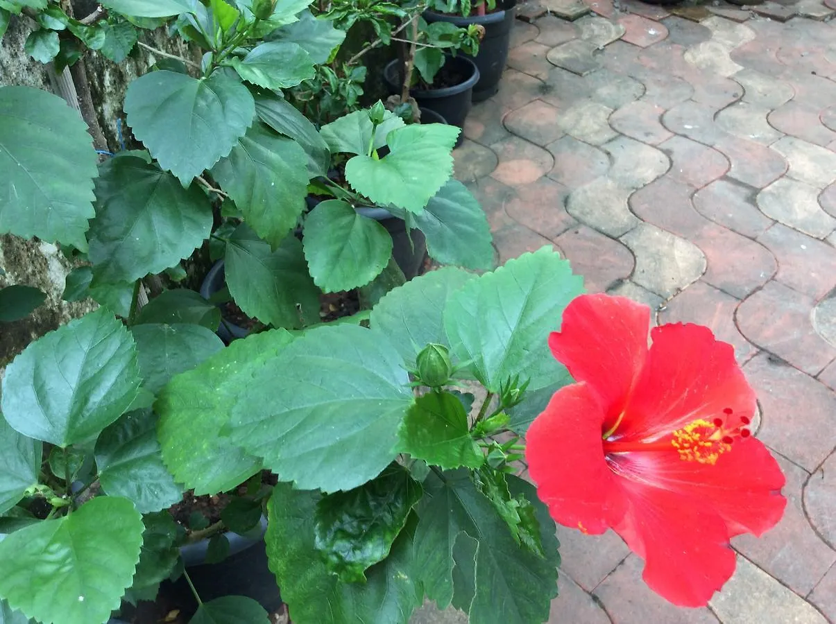 Bed & Breakfast Veda Vihar Homestay & Yoga Centre Kochi